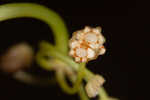 Carolina grasswort